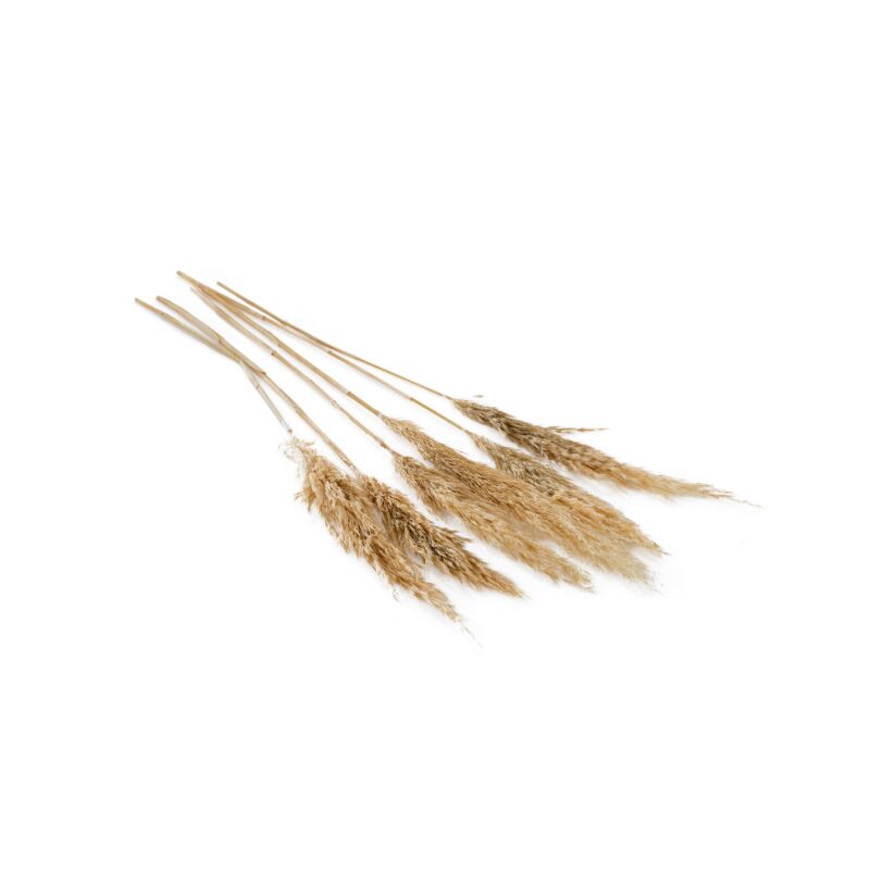 Fluffy Dried Pampas Grass