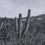 Wild West Cacti Framed Wall Photograph