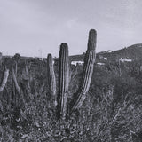 Wild West Cacti Framed Wall Photograph