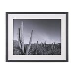 Wild West Cacti Framed Wall Photograph